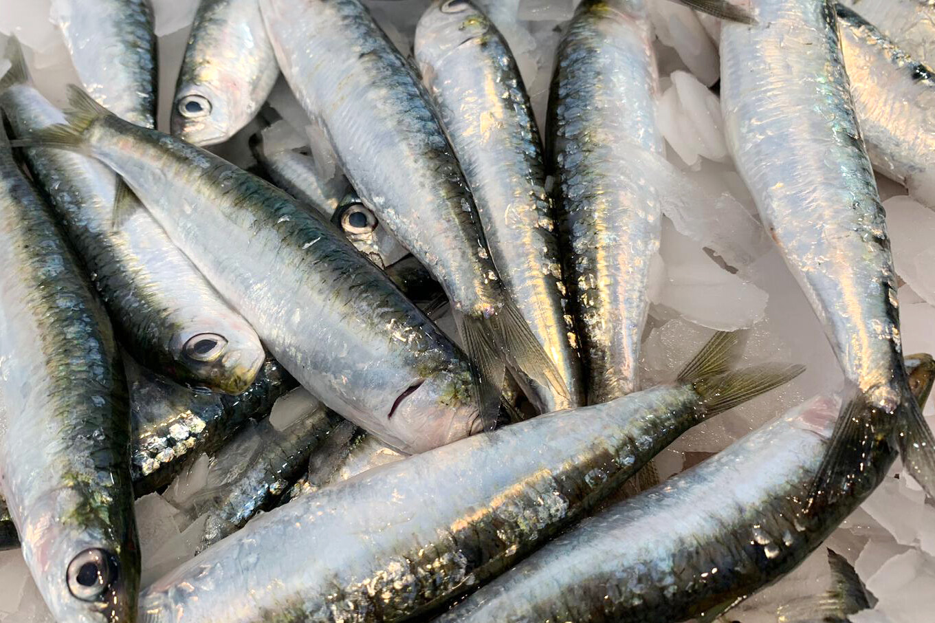 Sardinas Garciden