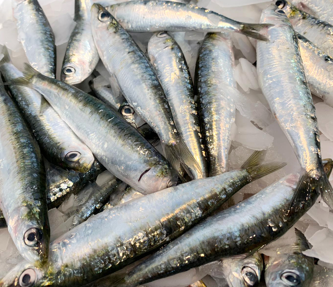 Sardinas Garciden